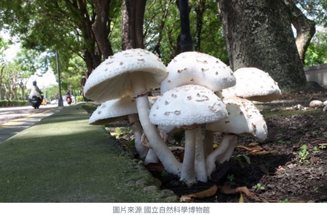 綠褶菇現蹤! AI筆記暴雨之後，台中、高雄路邊毒菇危機