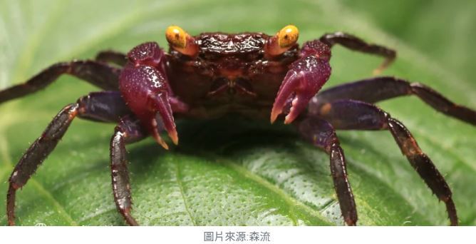 菲律賓網紅中毒身亡的魔鬼蟹真相｜AI筆記不可不知的危險海洋生物